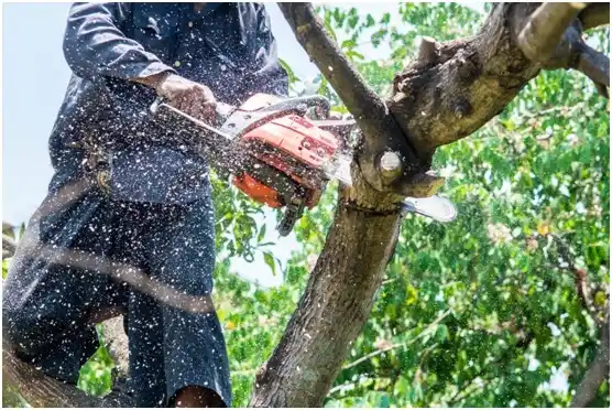 tree services Minor Hill